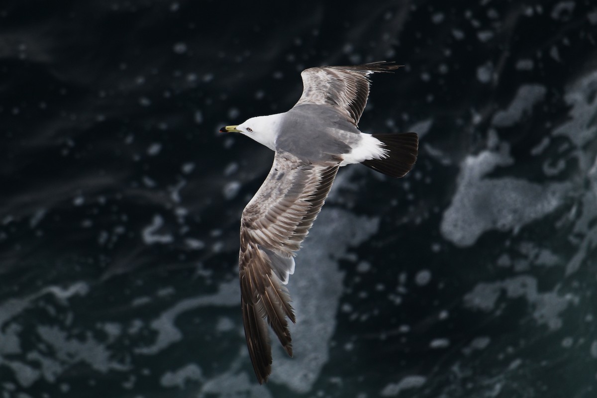 Хар сүүлт цахлай - ML646776482