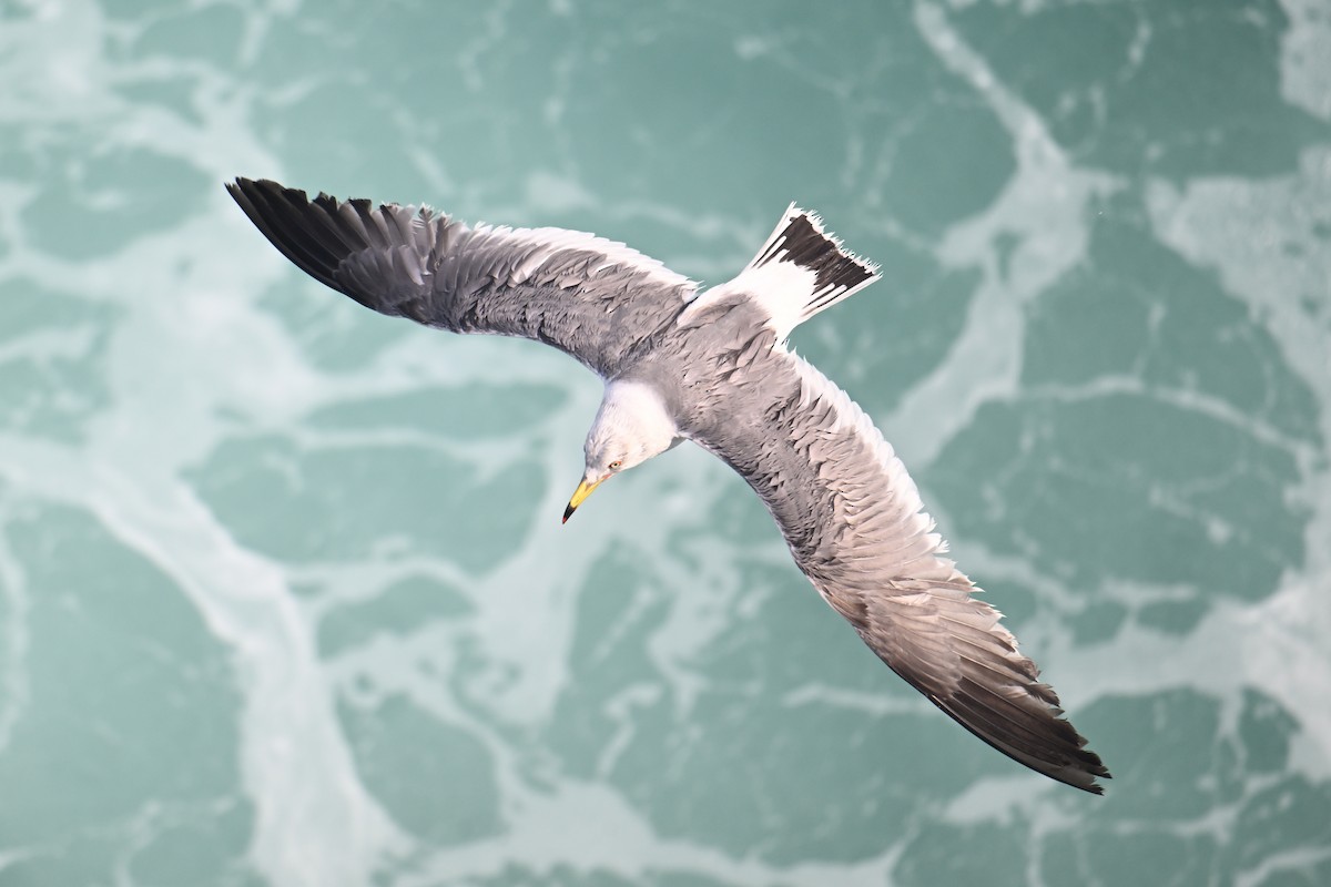 Хар сүүлт цахлай - ML646776483