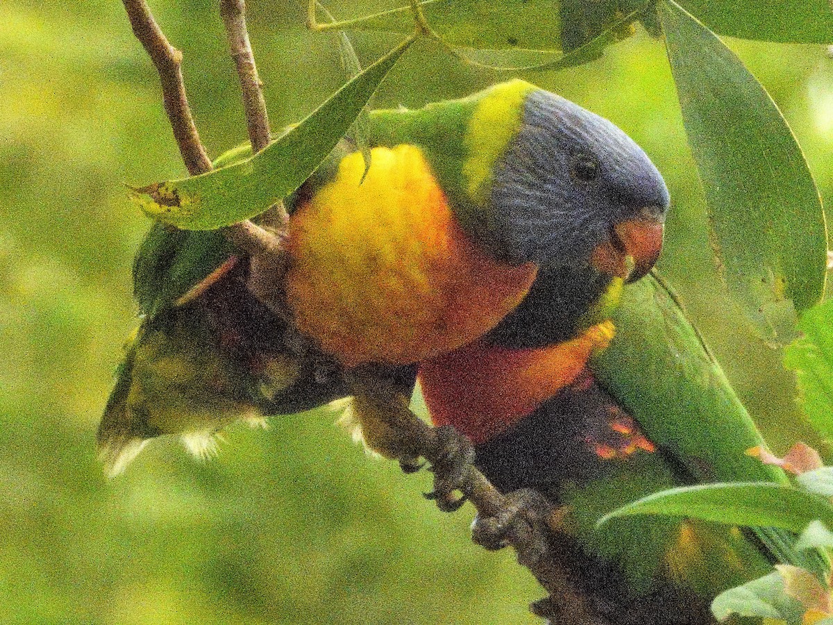 Gökkuşağı Renkli Loriket - ML646776486