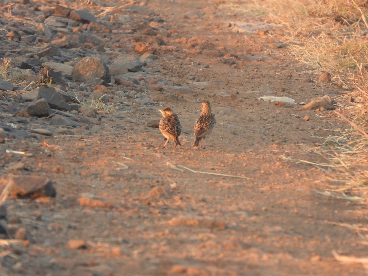 skřivan východní - ML646776487