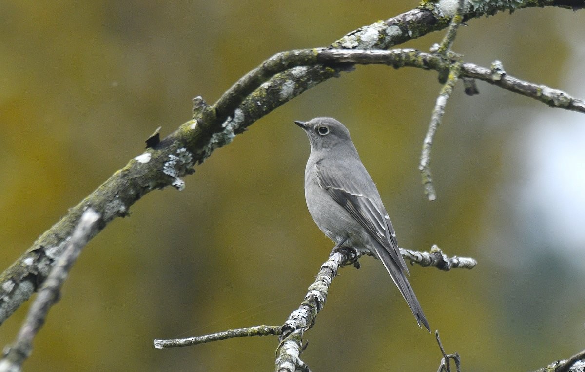 Townsend's Solitaire - ML646776488