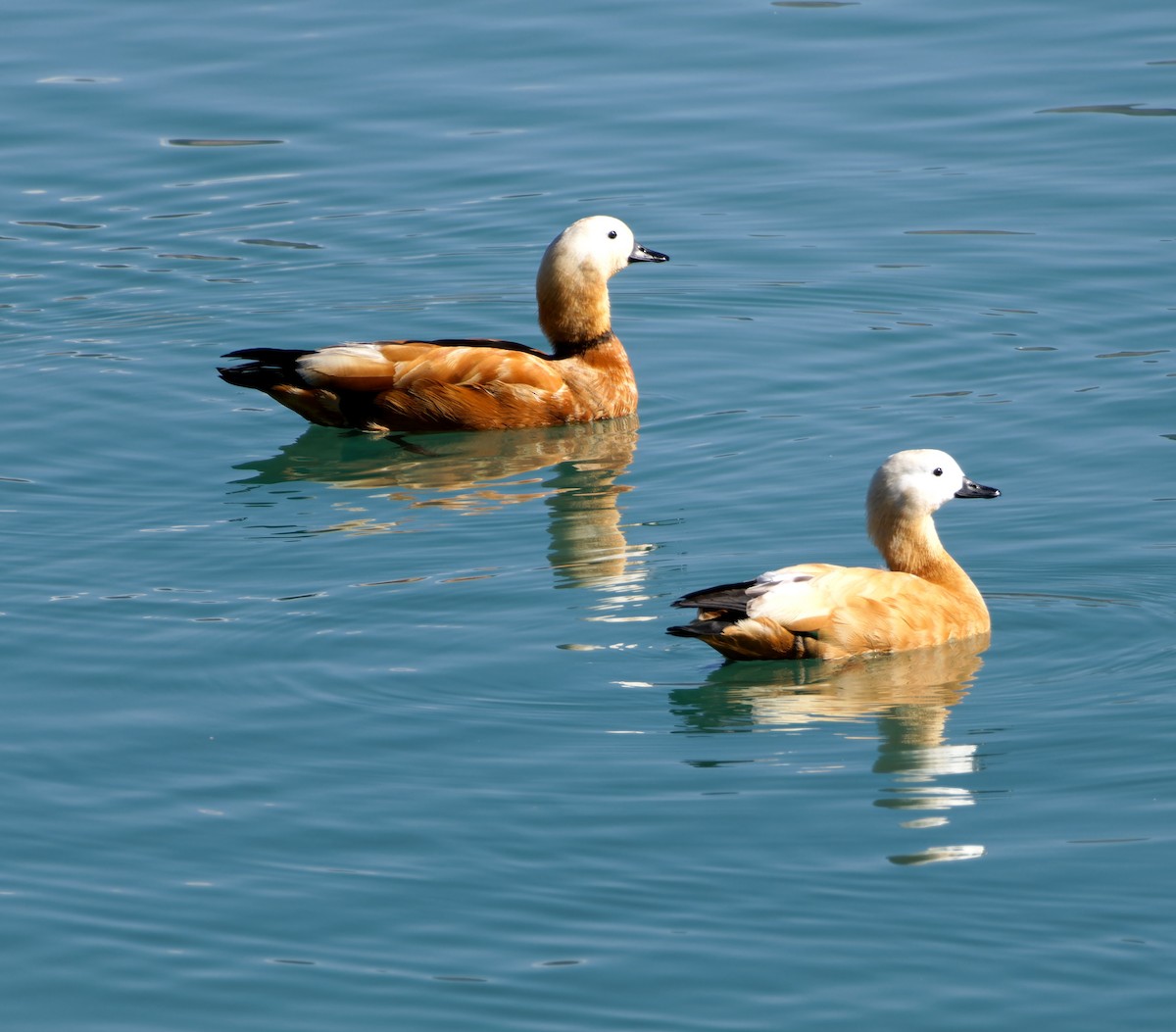 Ruddy Shelduck - ML646776491