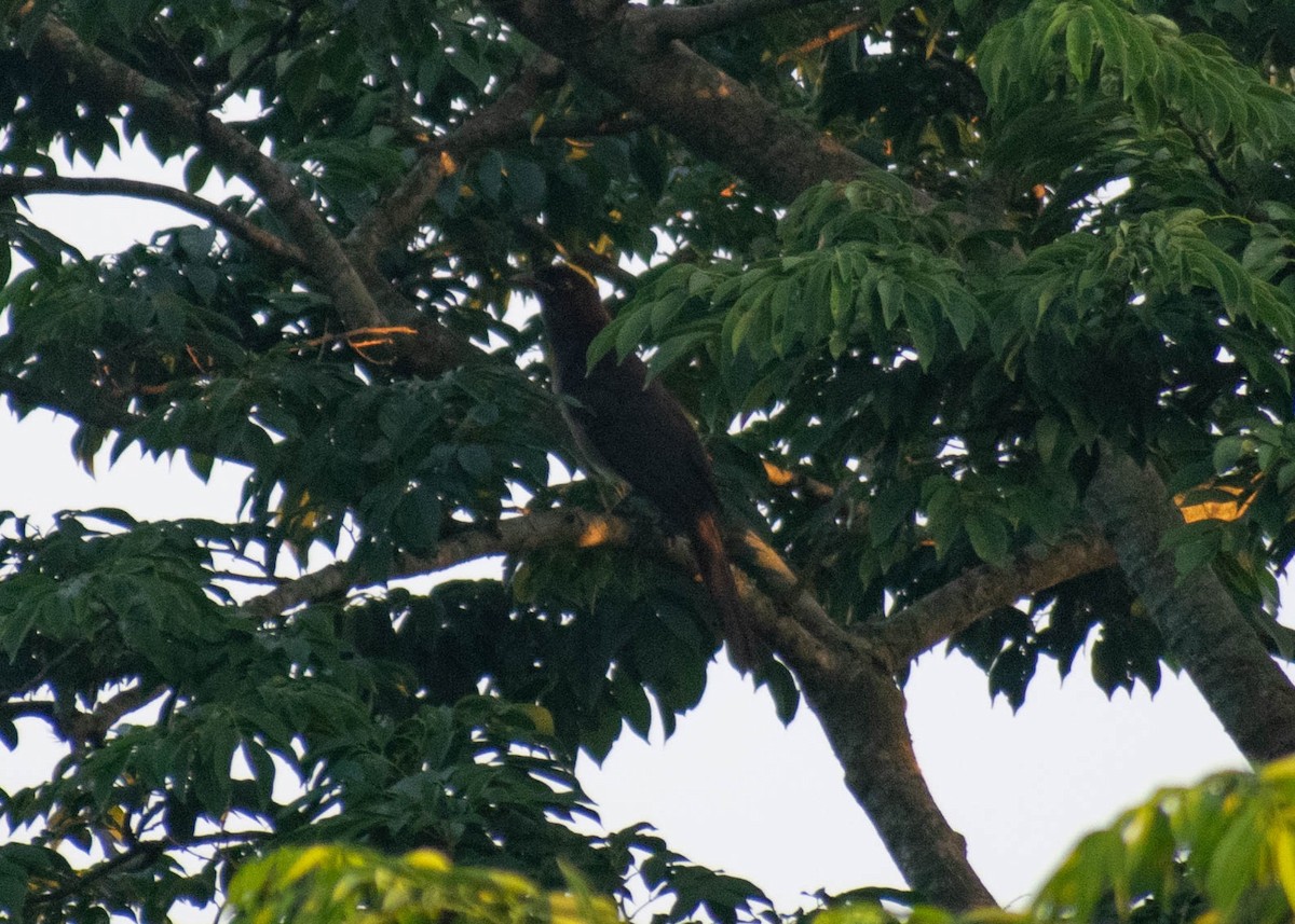 Brown Jay - ML646776492