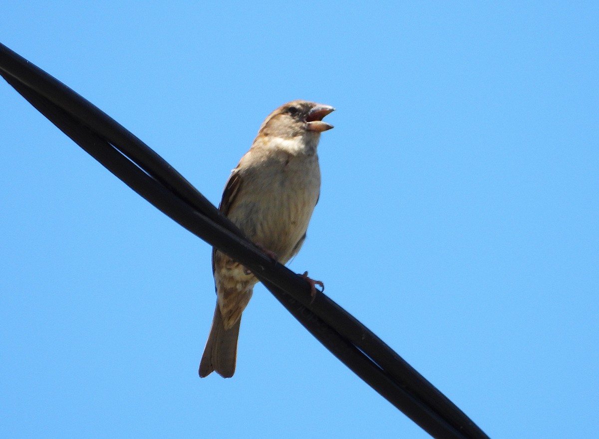 דרור הבית - ML646776496