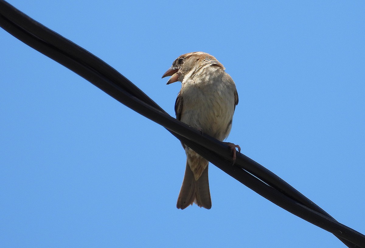 דרור הבית - ML646776497