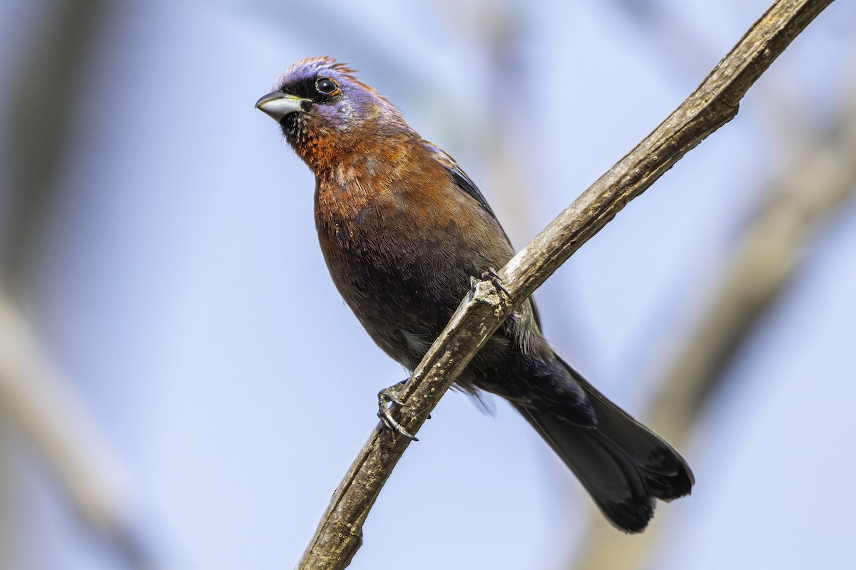 Varied Bunting - ML646776498