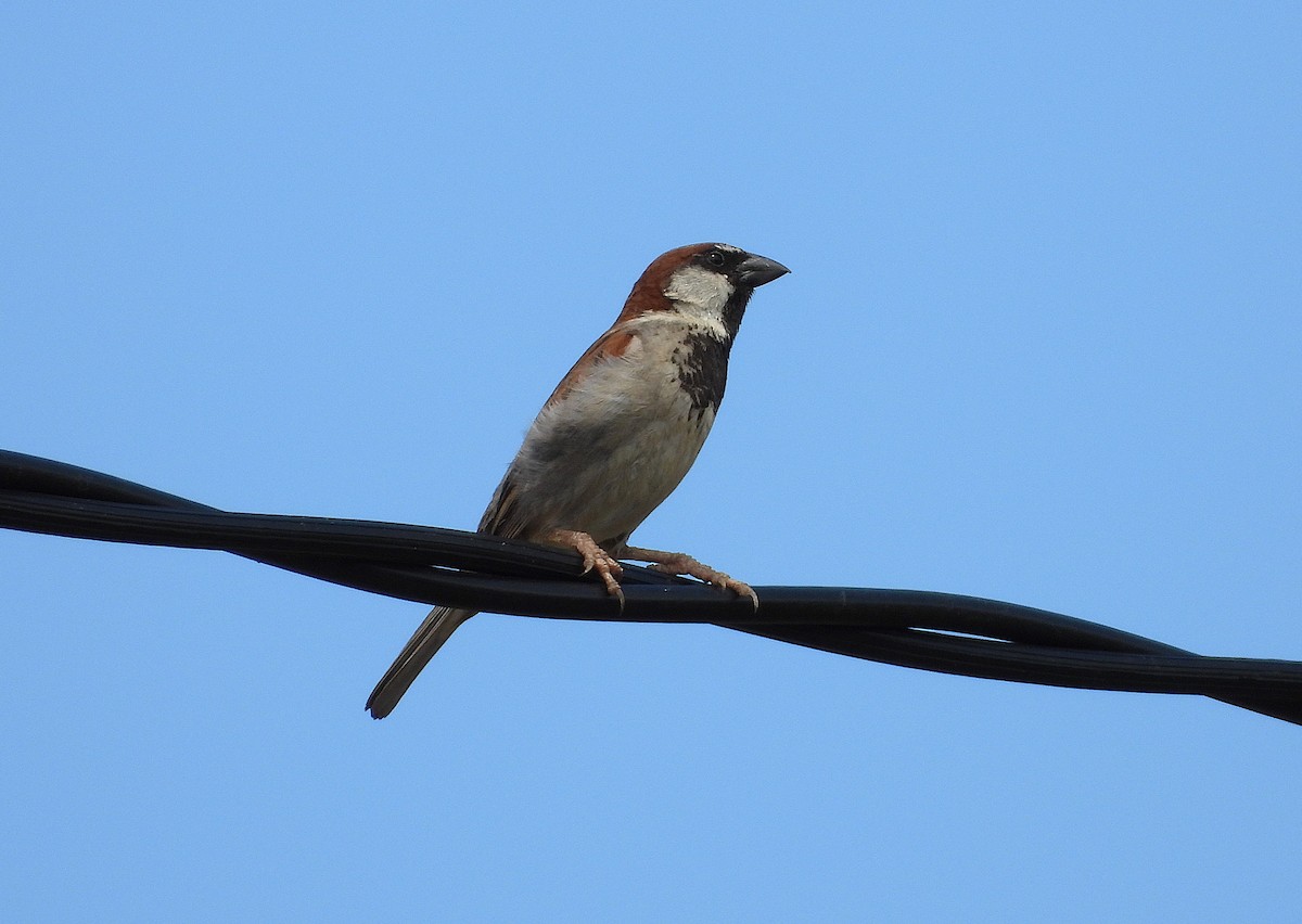 דרור הבית - ML646776499