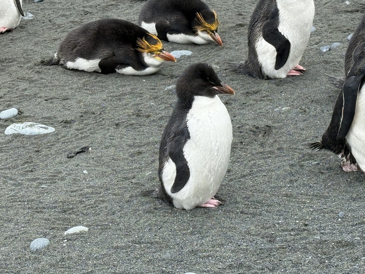 Gorfou de Filhol - ML646776500