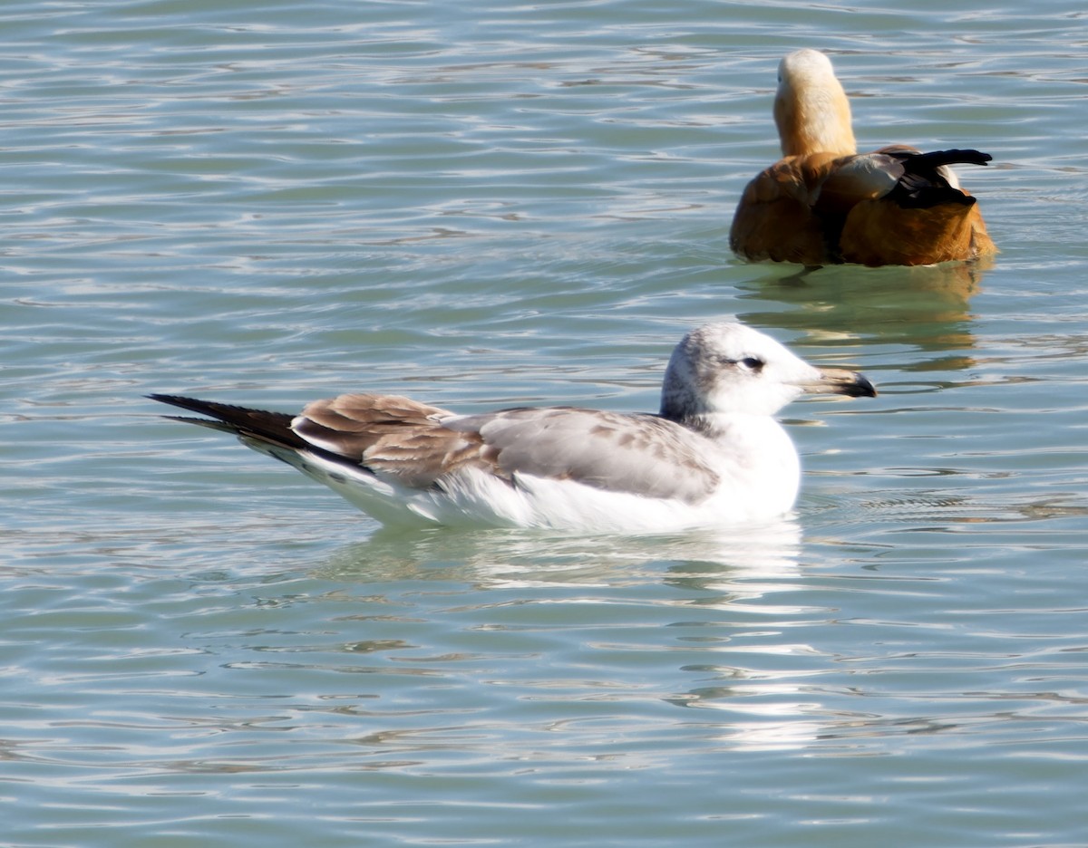 Pallas's Gull - ML646776501