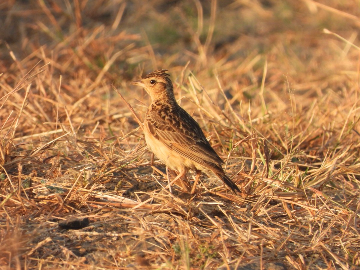 skřivan východní - ML646776502