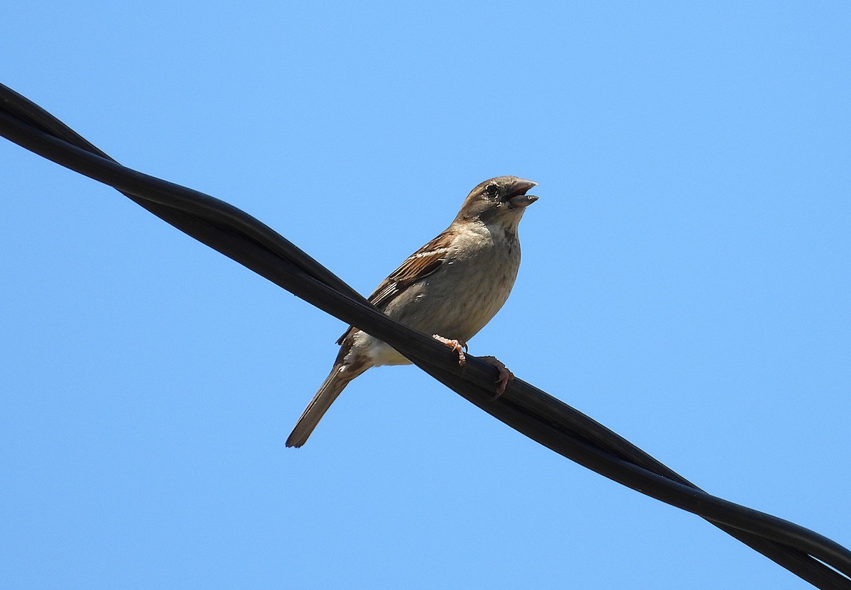 דרור הבית - ML646776503