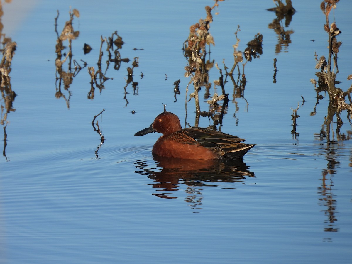 Cinnamon Teal - ML646776505
