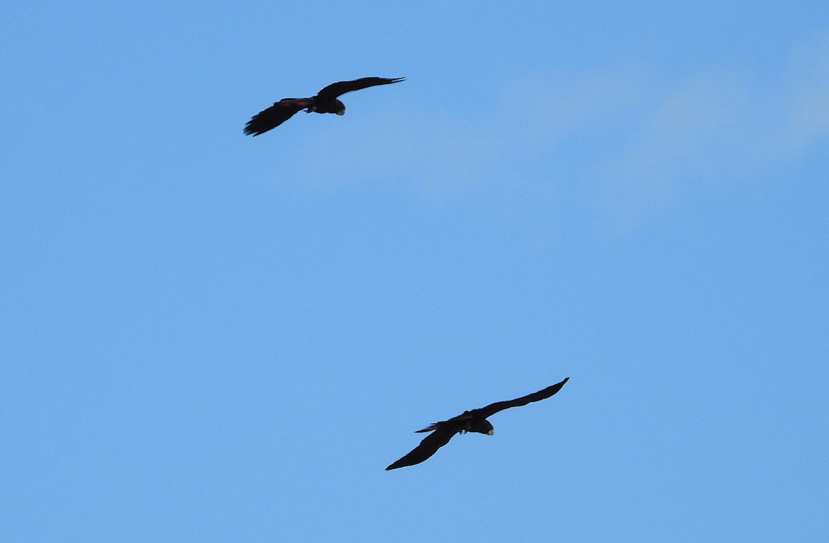 Cacatúa Colirroja - ML646776507