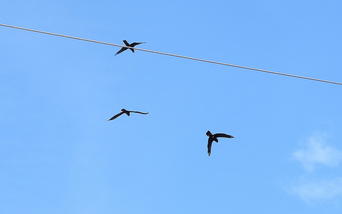 Cacatúa Colirroja - ML646776508