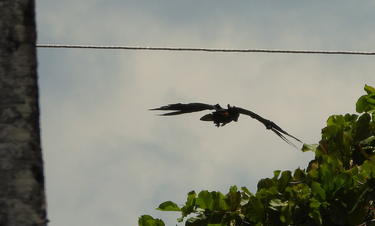 Cacatúa Colirroja - ML646776509