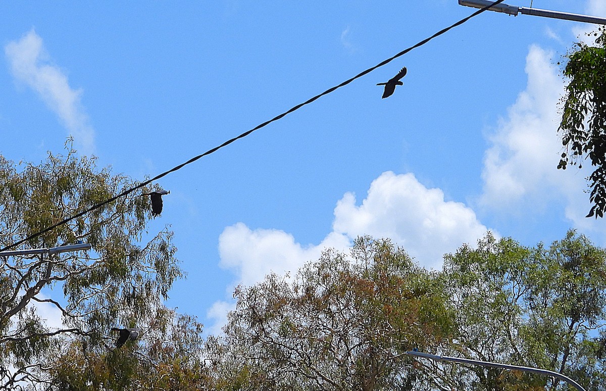 Cacatúa Colirroja - ML646776510