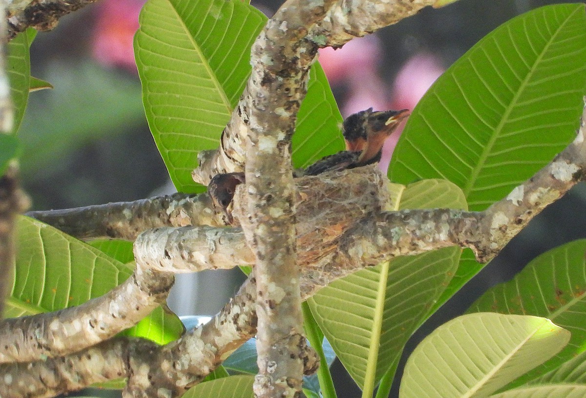 Abanico Lavandera - ML646776512