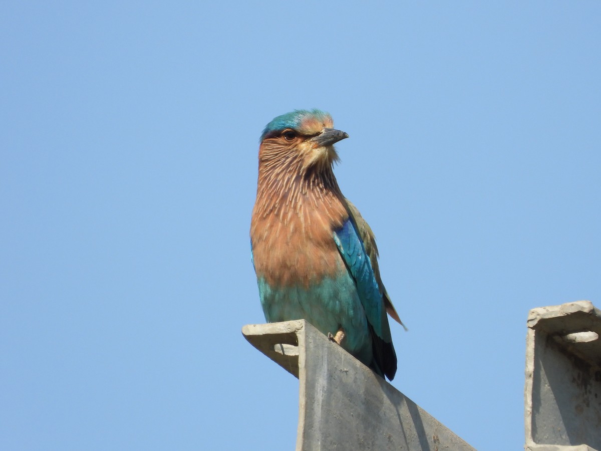 mandelík indický - ML646776513