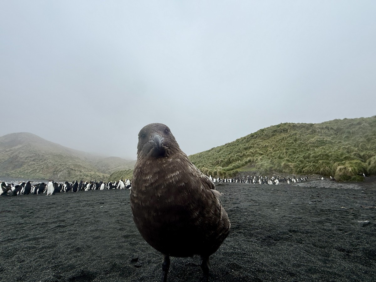 Págalo Subantártico - ML646776514