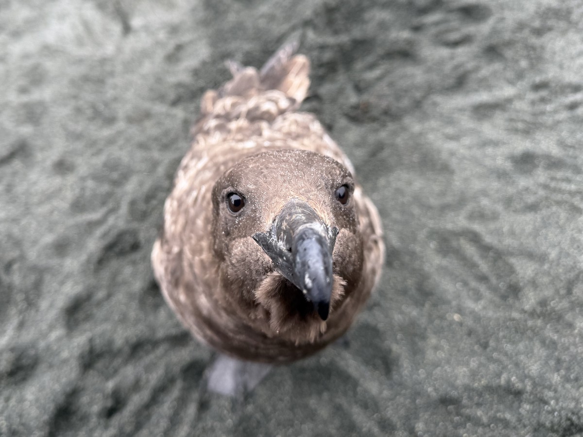 Págalo Subantártico - ML646776515