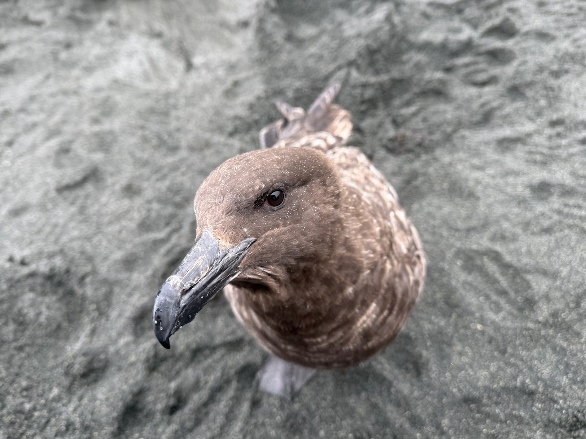 Págalo Subantártico - ML646776516