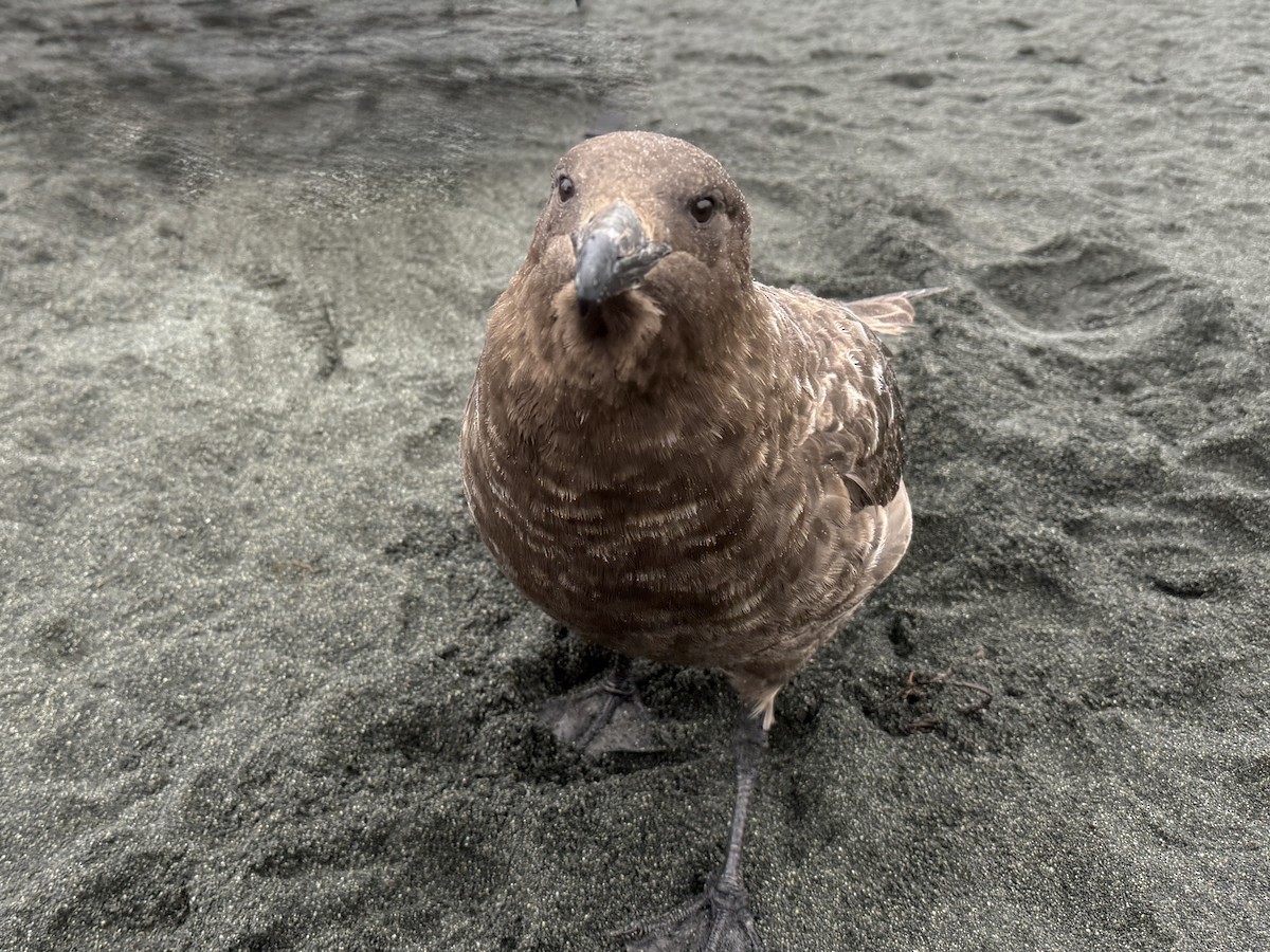 Págalo Subantártico - ML646776517