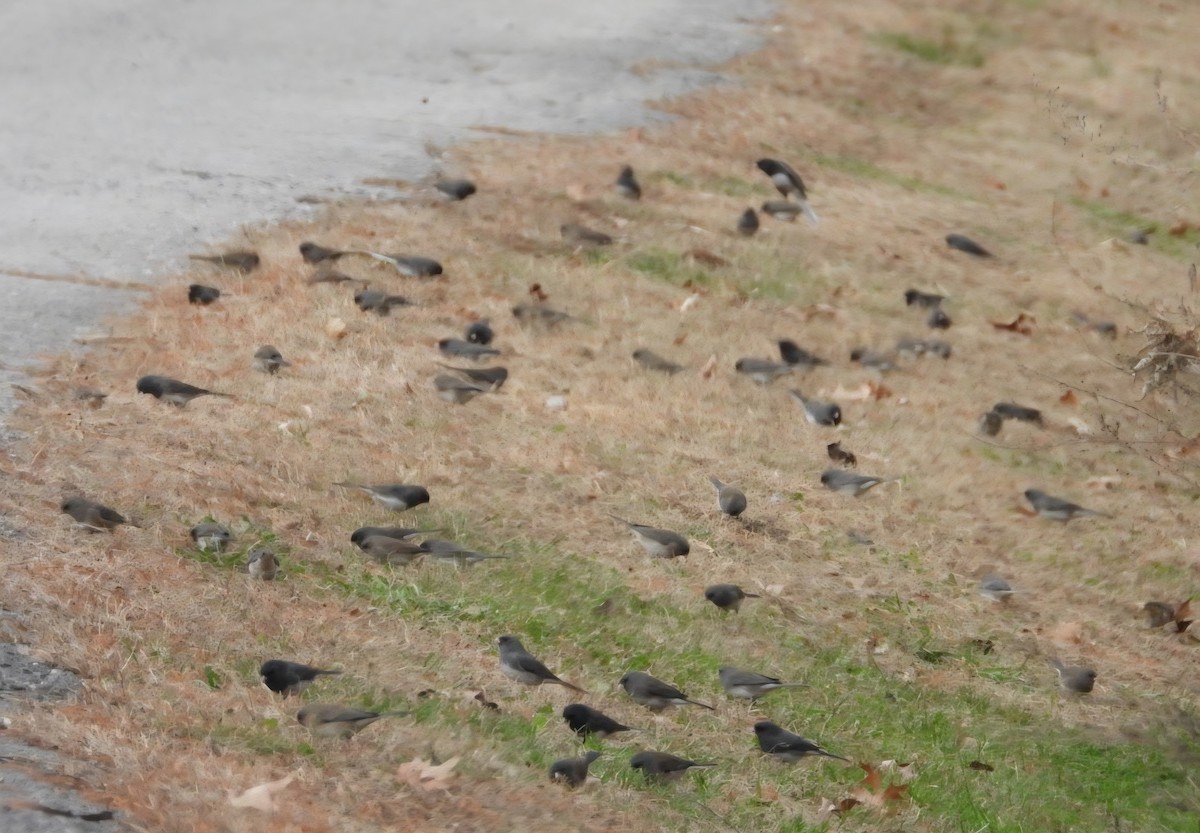 Junco Ojioscuro - ML646776518