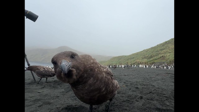 Marikaka antartikoa - ML646776519