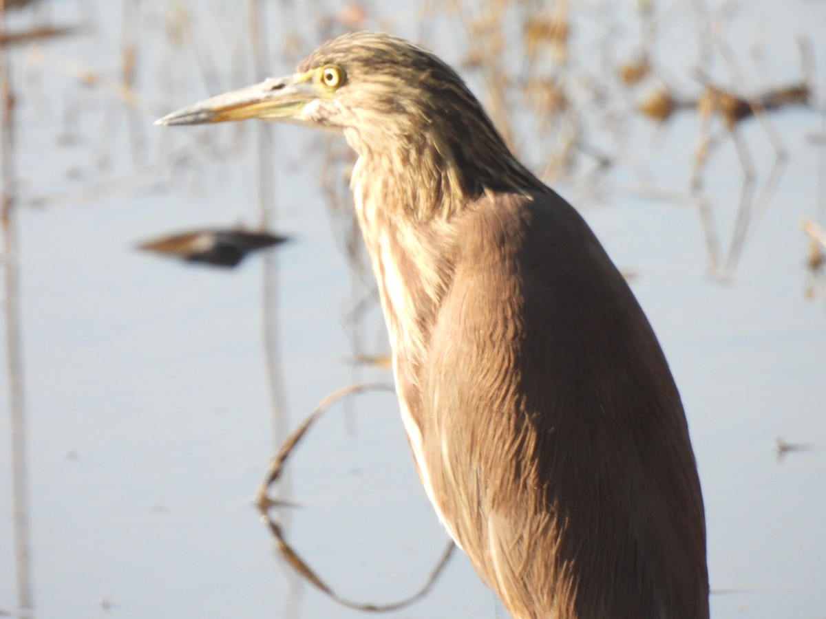 Garcilla India - ML646776520