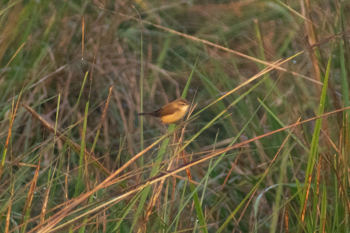 Carricero Agrícola - ML646776522