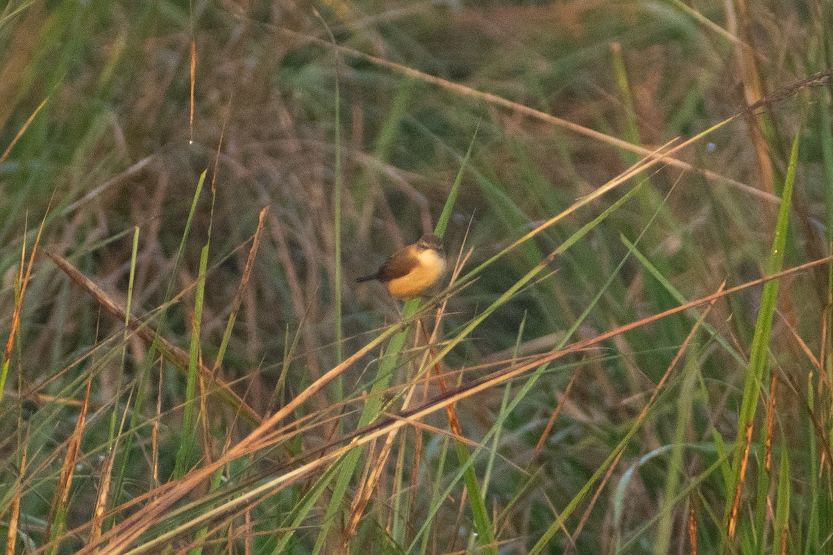 Carricero Agrícola - ML646776523