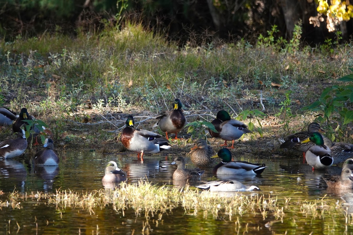 Ánade Azulón - ML646776525