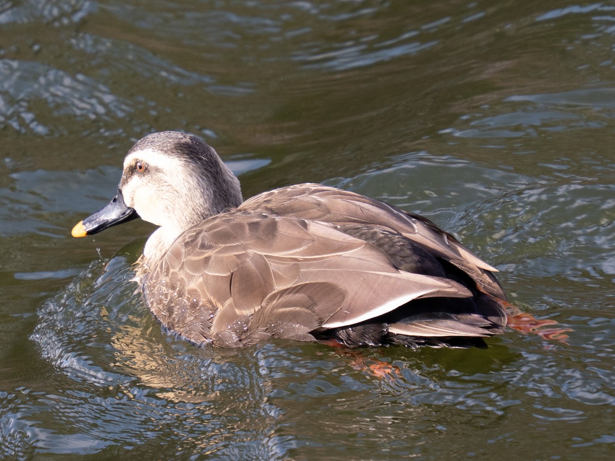 Ánade Picopinto Chino - ML646776526