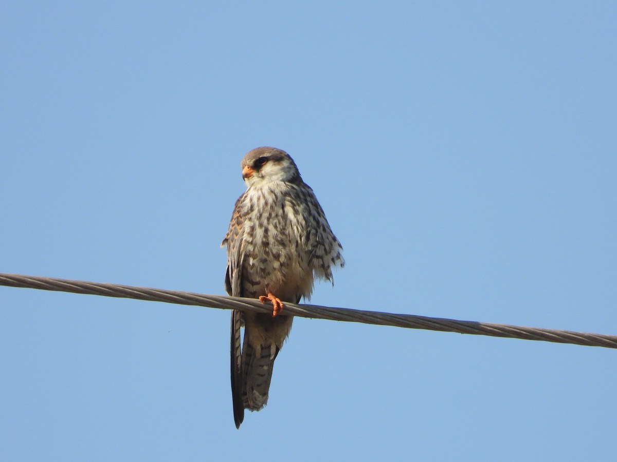 poštolka amurská - ML646776527