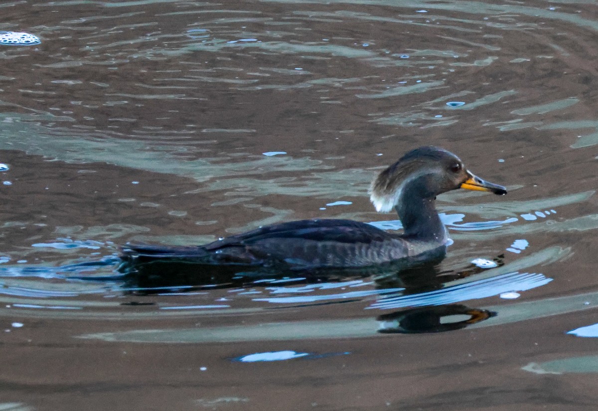 Serreta Capuchona - ML646776528