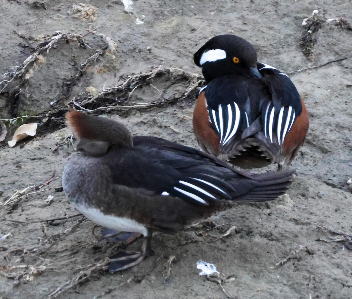 Serreta Capuchona - ML646776529