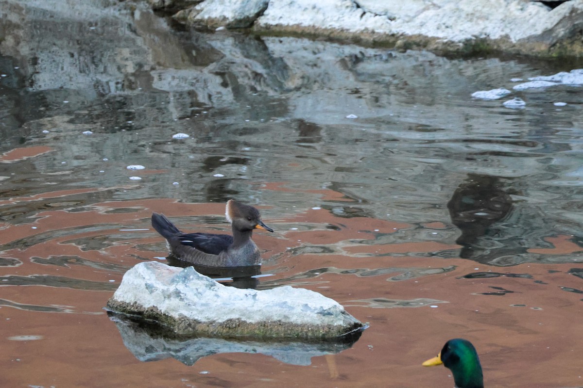 Serreta Capuchona - ML646776530