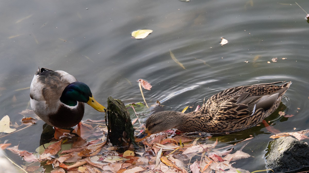 Ánade Azulón - ML646776531