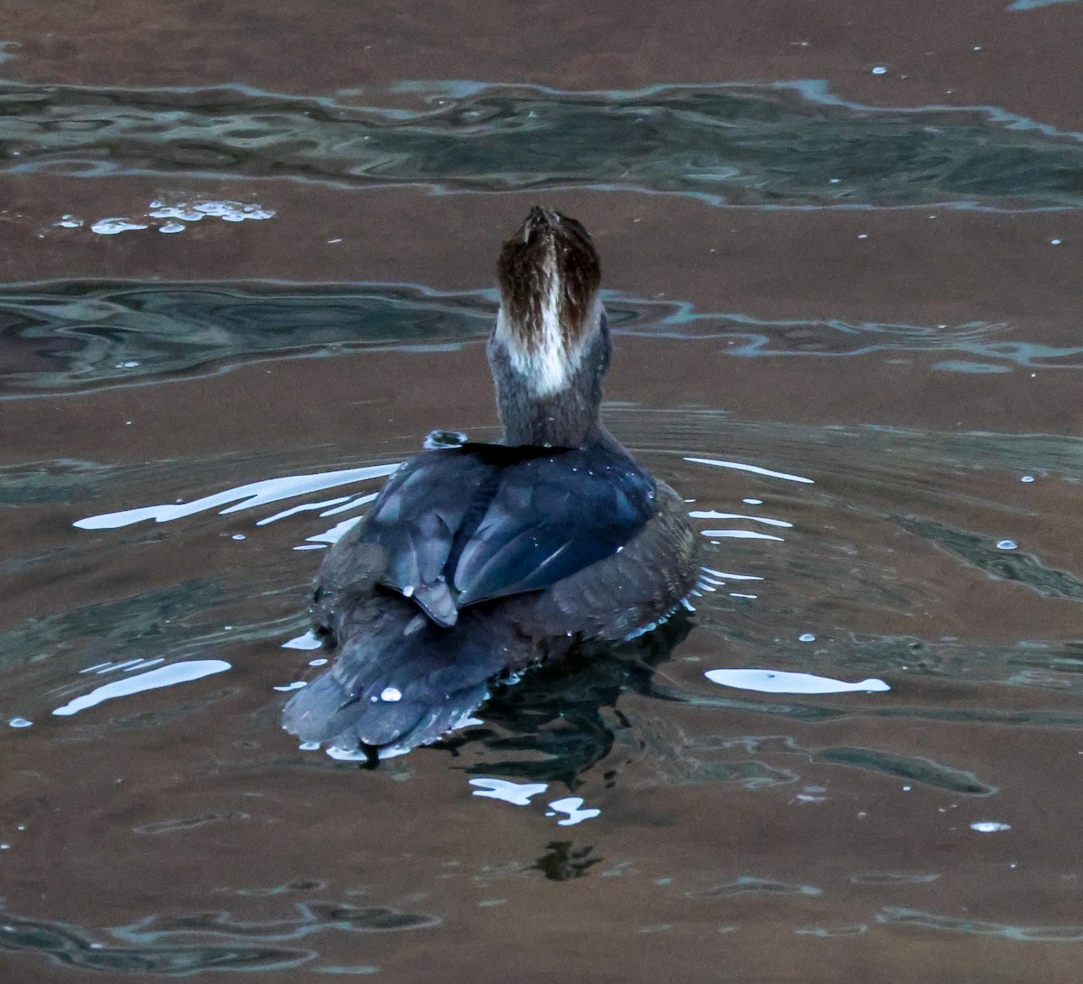 Serreta Capuchona - ML646776532