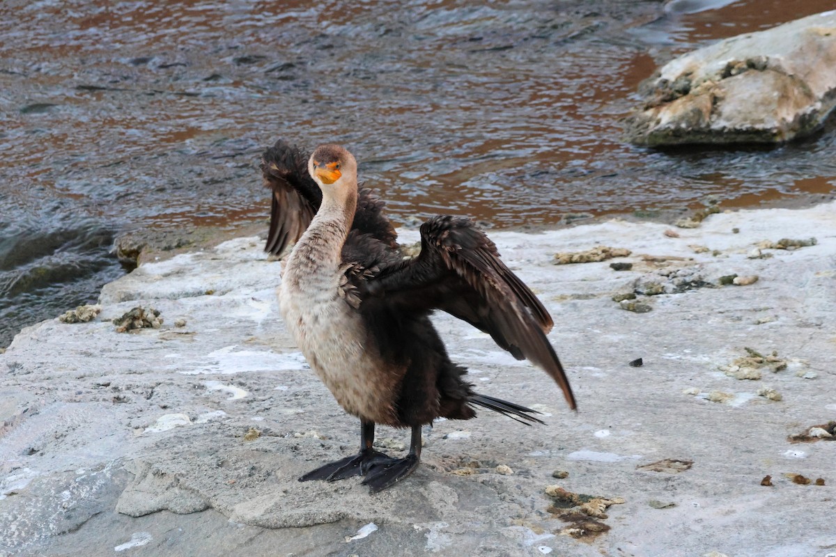 Cormorán Orejudo - ML646776533