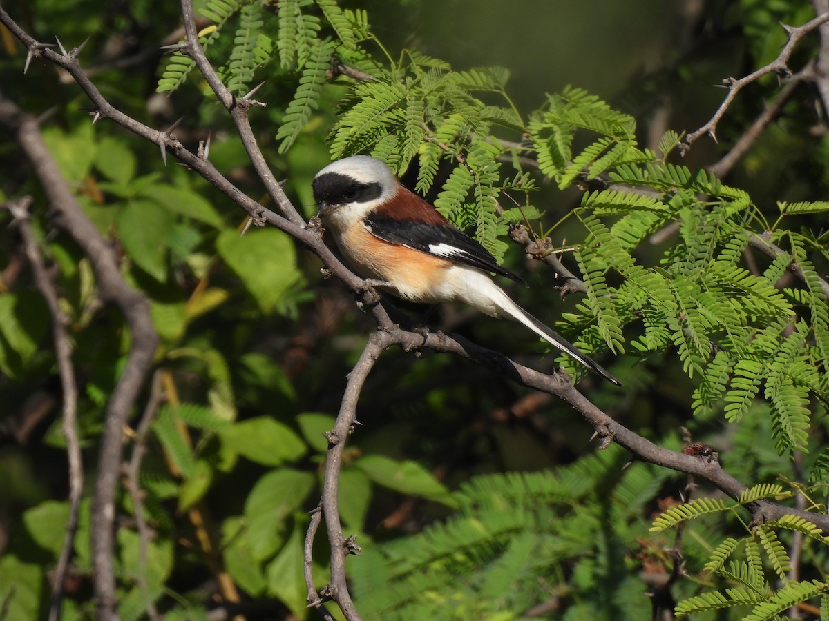 Alcaudón Dorsicastaño/Schach - ML646776534