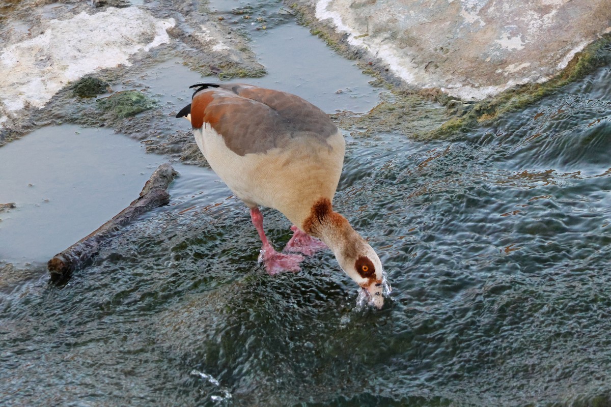 Ganso del Nilo - ML646776536