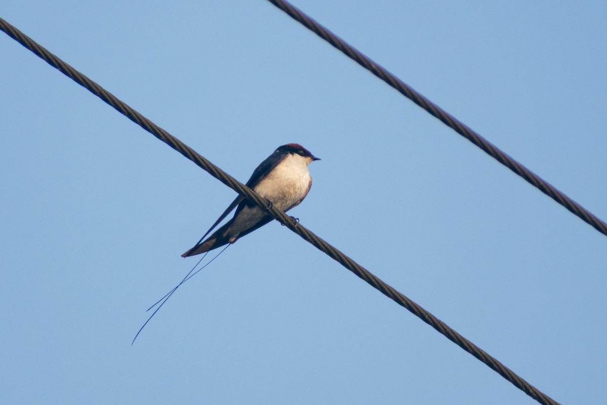 Golondrina Colilarga - ML646776537