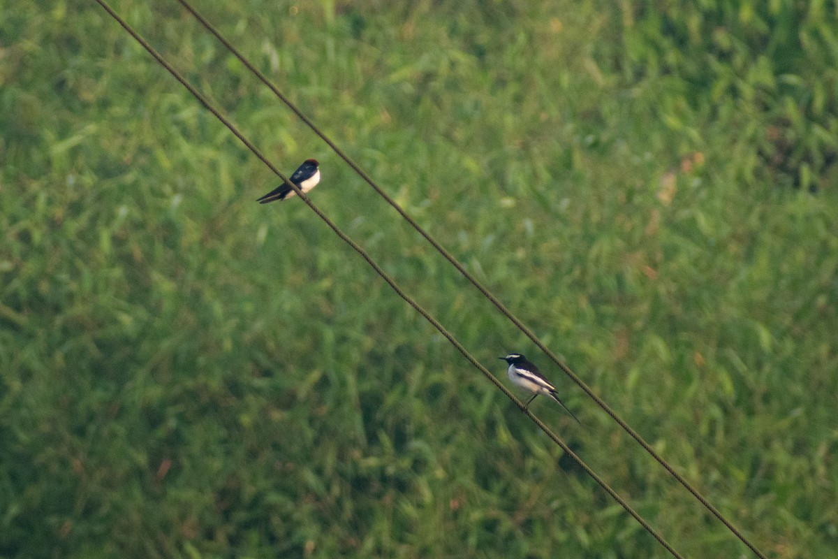 Golondrina Colilarga - ML646776538