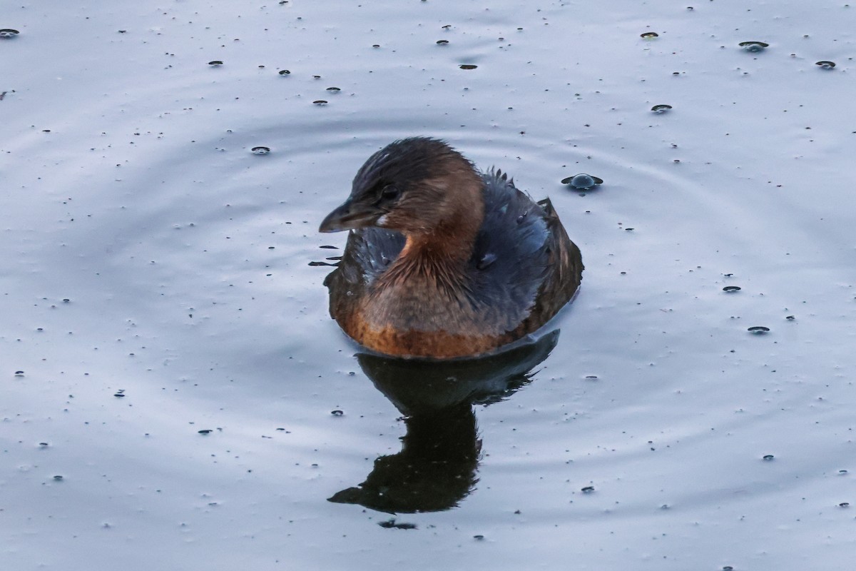 Zampullín Picogrueso - ML646776543