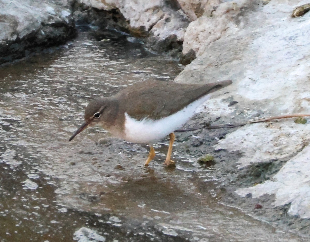 Andarríos Maculado - ML646776544