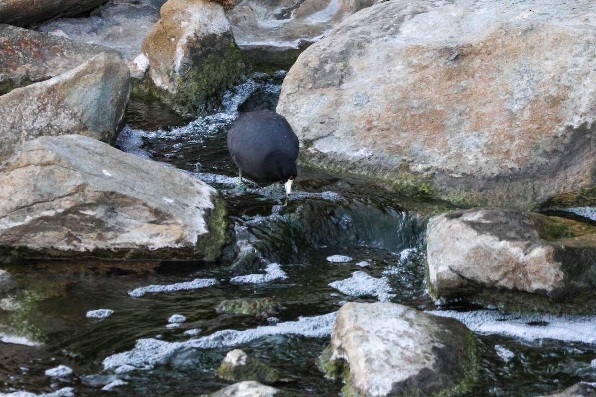 amerikasothøne - ML646776545