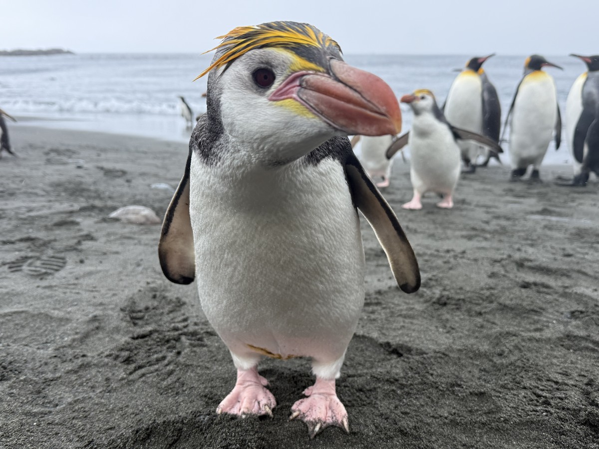 Royal Penguin - ML646776547