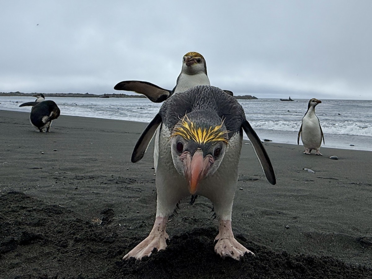 Royal Penguin - ML646776548