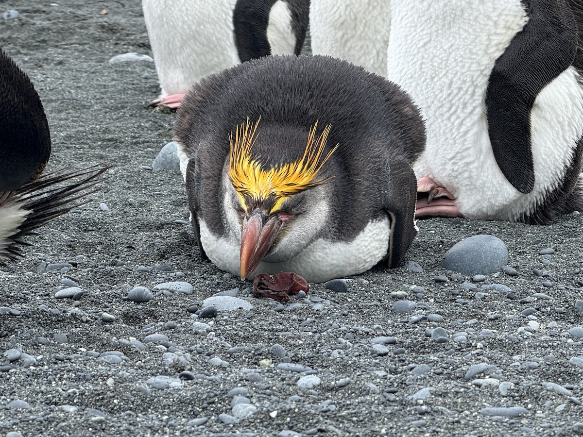 Royal Penguin - ML646776549